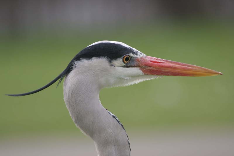 Grey Heron � 2005  F. S. Simpson