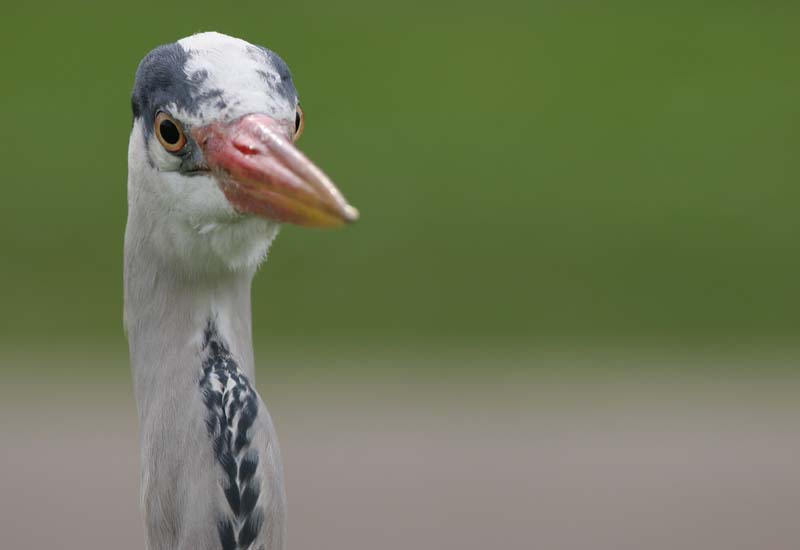 Grey Heron � 2005  F. S. Simpson