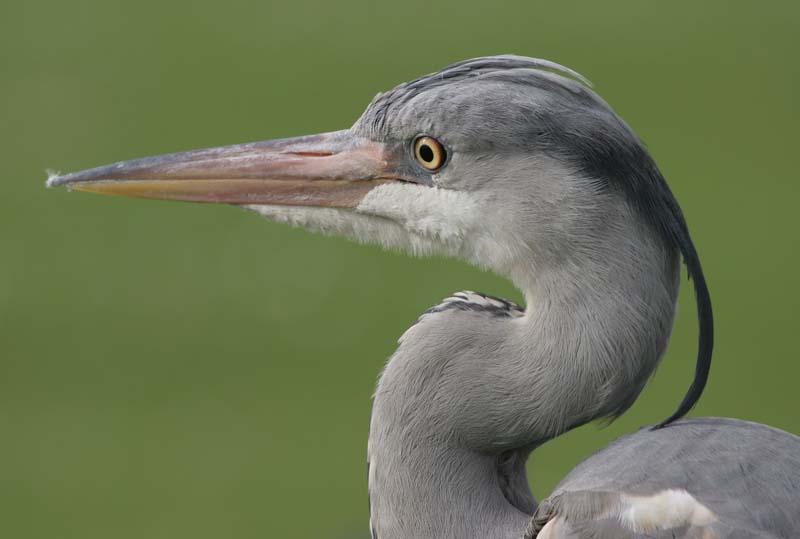 Grey Heron (immature) � 2005  F. S. Simpson