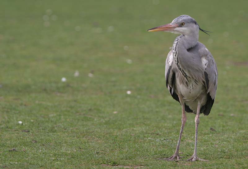 Grey Heron (immature) � 2005  F. S. Simpson