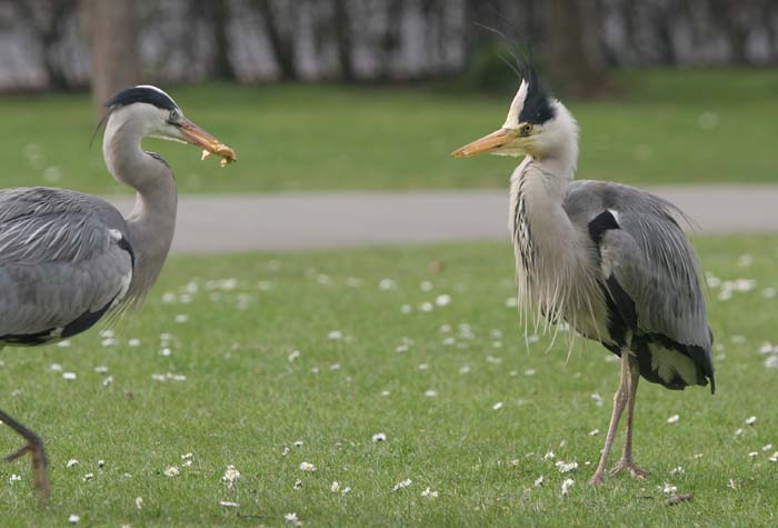 Grey Heron � 2005  F. S. Simpson