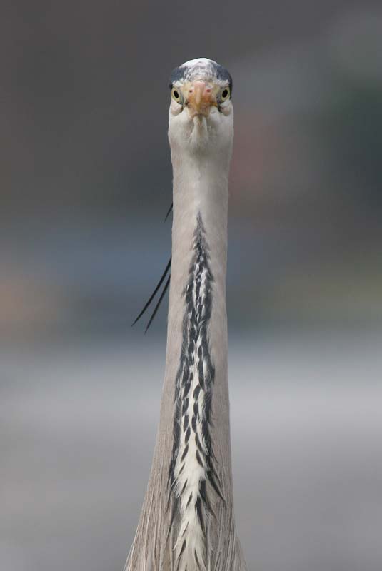 Grey Heron � 2005  F. S. Simpson