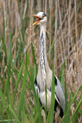 Grey Heron  2005  F. S. Simpson