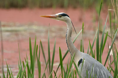 Grey Heron  2005  F. S. Simpson