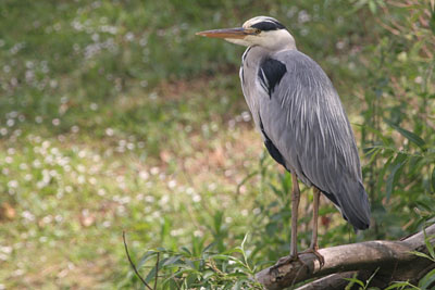 Grey Heron  2005  F. S. Simpson