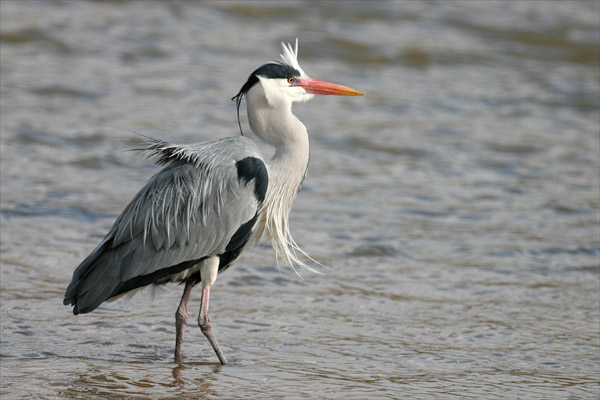 Grey Heron 2006 Fraser Simpson