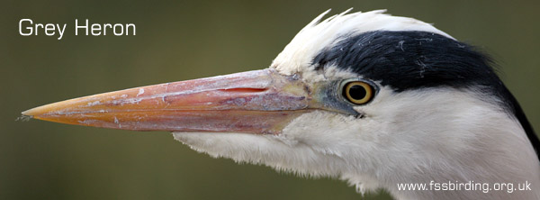 Grey Heron ©2006 Fraser Simpson