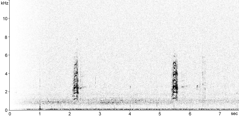Sonogram of Grey Heron calls