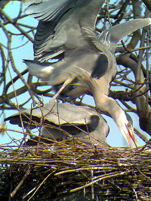Phonescoped Grey Heron 2006 Fraser Simpson