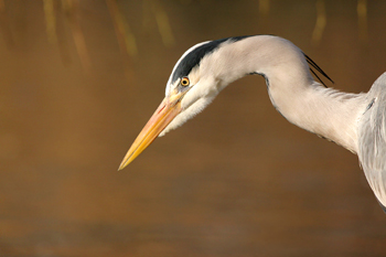 Grey Heron  Fraser Simpson