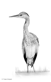 Grey Heron © Fraser Simpson