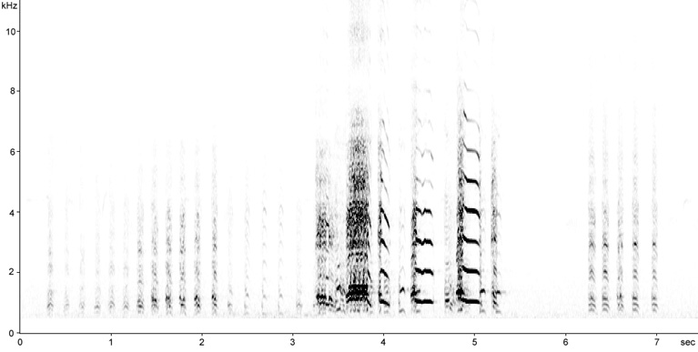 Sonogram of Greylag Goose calls