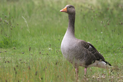 Greylag Goose  2005  F. S. Simpson
