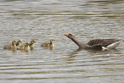 Greylag Goose brood  2005  F. S. Simpson