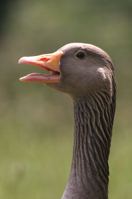 Greylag Goose  2005  F. S. Simpson