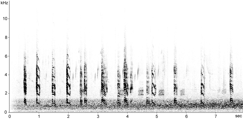 Sonogram of Greylag Goose calls in flight