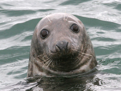 Grey Seal  2006 Fraser Simpson