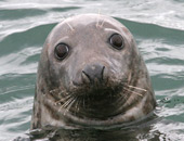 Grey Seal