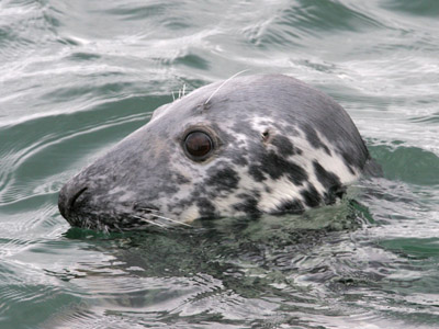 Grey Seal  2006 Fraser Simpson