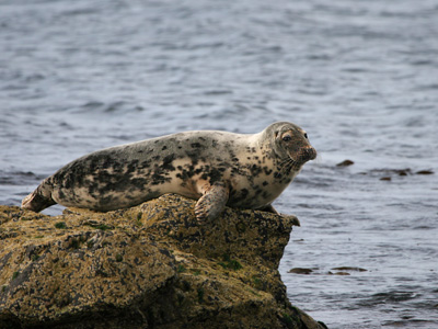 Grey Seal  2007 Fraser Simpson