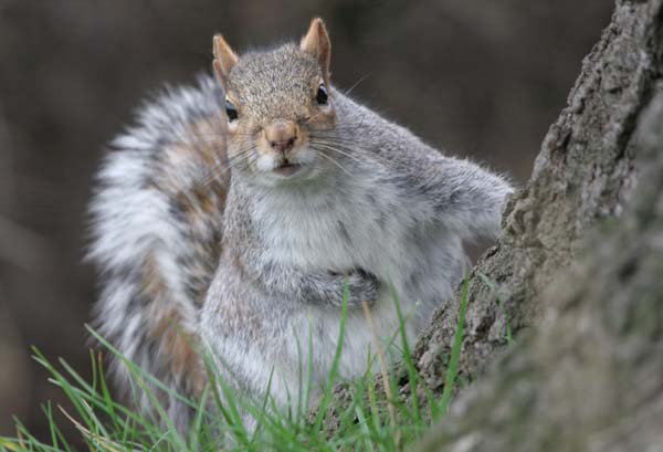 Grey Squirrel  2005  F. S. Simpson