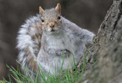 Grey Squirrel