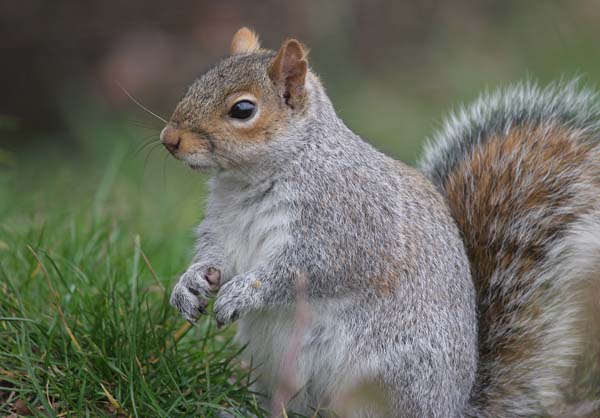 Grey Squirrel  2005  F. S. Simpson