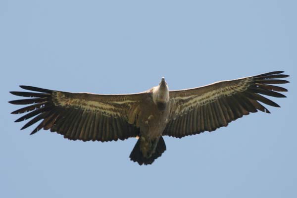 Griffon Vulture, Sierra de Retin  2005  F. S. Simpson