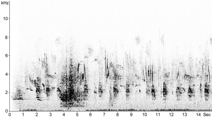 Sonogram of Griffon Vulture calls