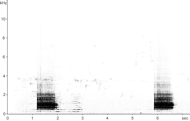 Sonogram of drumming Great Spotted Woodpecker