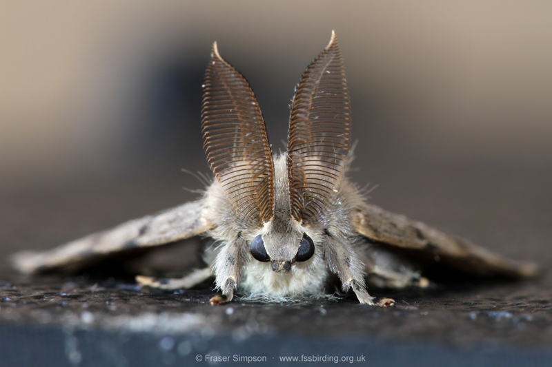 Gypsy Moth (Lymantria dispar)  Fraser Simpson