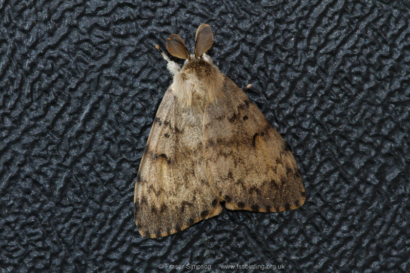 Gypsy Moth (Lymantria dispar)  Fraser Simpson