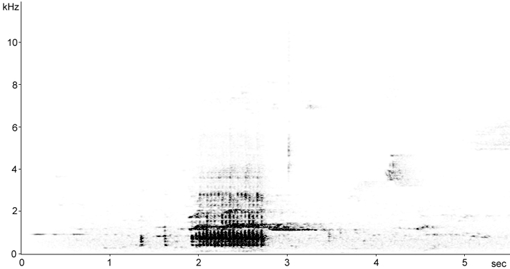 Sonogram of Hairy Woodpecker drumming