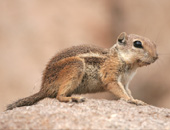 Harris's Antelope Squirrel