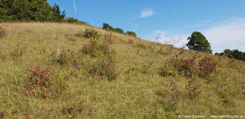 Rufous Grasshopper (Gomphocerippus rufus) habitat, Hartslock Nature Reserve  Fraser Simpson