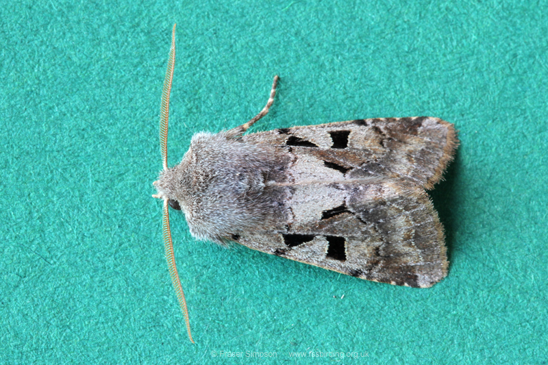 Hebrew Character (Orthosia gothica)  Fraser Simpson
