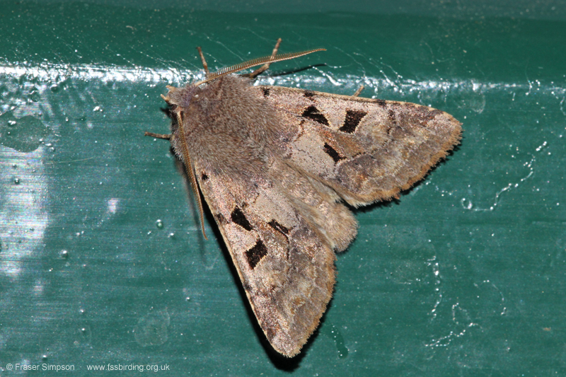 Hebrew Character (Orthosia gothica)  Fraser Simpson