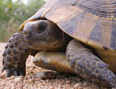 Spur-thighed Tortoise