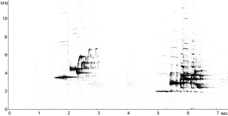 Sonogram of Hermit Thrush song