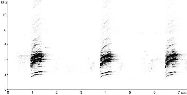 Sonogram of Hermit Thrush call