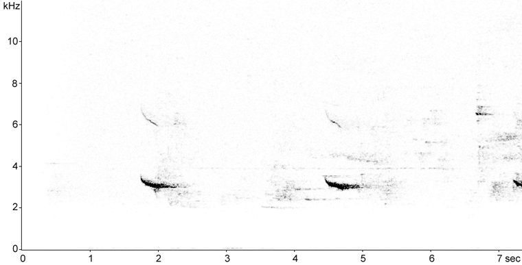 Sonogram of Hermit Thrush call