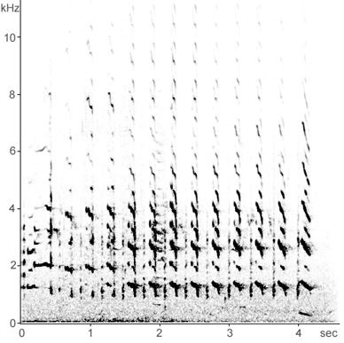 Sonogram of Herring Gull long call