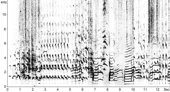 Sonogram of Herring Gull calls