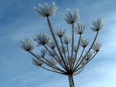 Hoar Frost,  Kilmarnock, Ayrshire, Scotland  30 December 2003  2003 Fraser Simpson