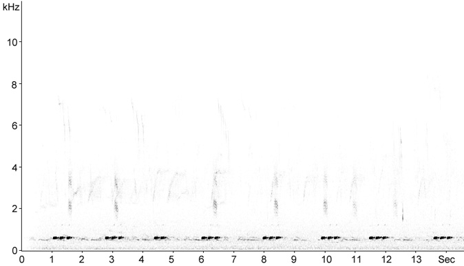 Sonogram of Eurasian Hoopoe song