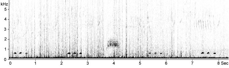 Sonogram of Hoopoe song