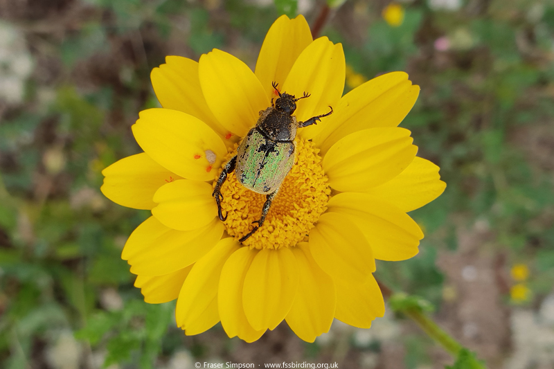 Iberian Hoplia (Hoplia chlorophana) (scarab beetle),  Zahara de los Atunes, Spain  Fraser Simpson