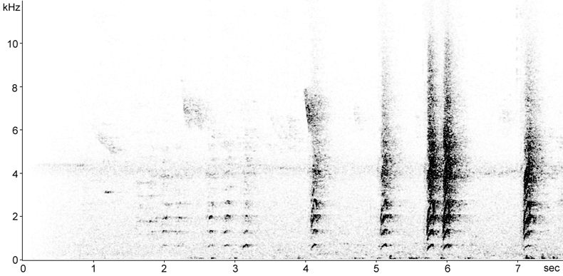 Sonogram of Horned Parakeet calls
