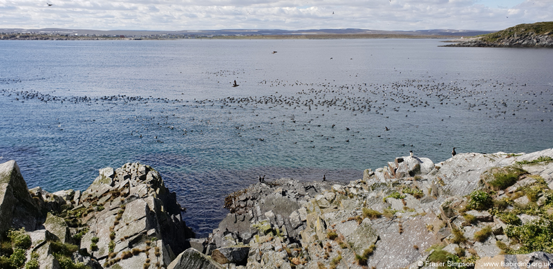 Seabird City Auks, Hornya, Norway  Fraser Simpson