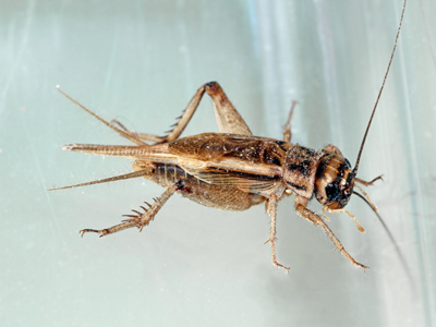 House Cricket (Acheta domesticus) - male  Fraser Simpson
